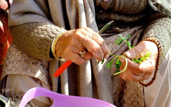 Hands of an old woman dressed warmly, prepping vivid green coriander with a red-handled knife next into a lavender plastic bowl.  She is wearing golden and wooden jewellery.